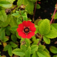 Potentilla 'Gibson's Scarlet'